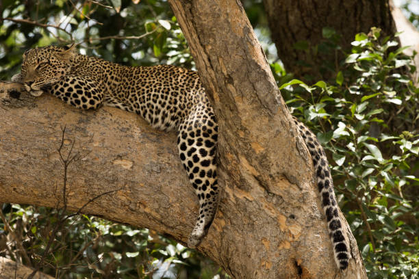 2 days Tanzania safari Tour to Arusha National Park and Tarangire